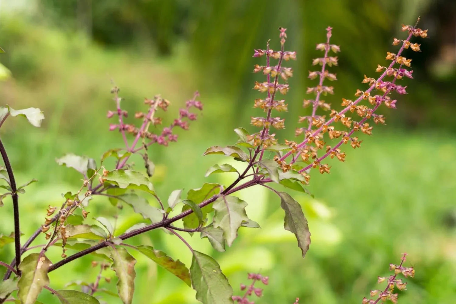 Health Benefits of Tulsi and How to Use in Our Daily Life - Sanatva Ayurvedic