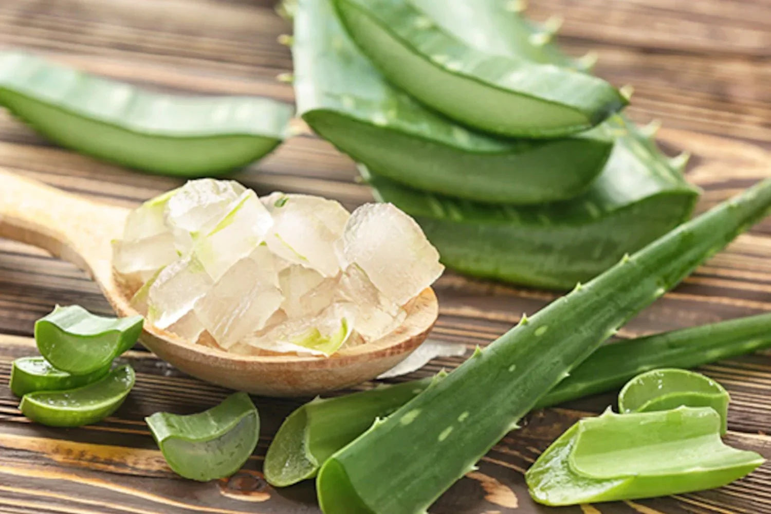 Why Use Aloe Vera in Our Daily Life and its Health Benefits - Sanatva Ayurvedic