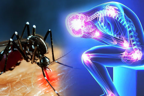Chikungunya vs. Other Mosquito - Borne Illnesses: Difference and Ayurvedic Treatment