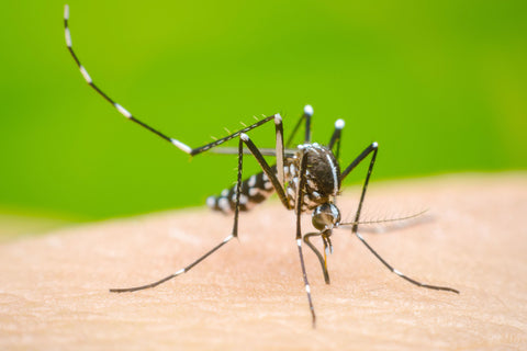 Dengue Fever Symptoms, Ayurvedic Treatment and Prevention