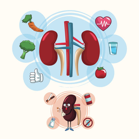 Ayurvedic Medicine For Kidney Detox